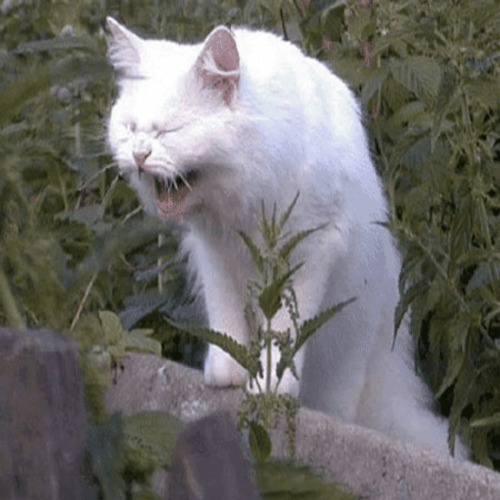 Happy cat