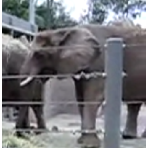 The First Youtube Elephant