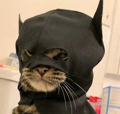CATMAN
