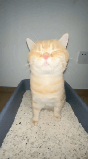 litterboxcat