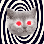HYPNO CAT 👀