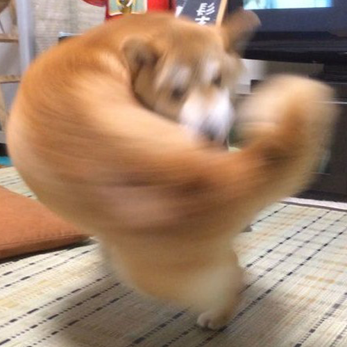 Right Hook Dog