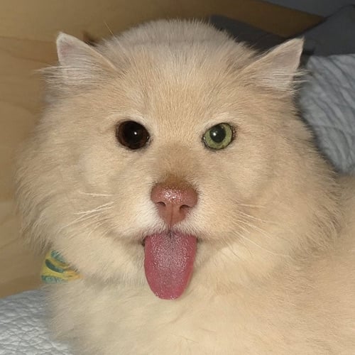 Coin For Cats