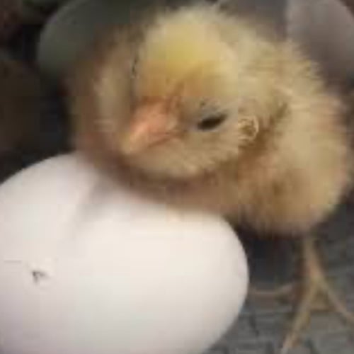 Roger The Baby Chick Coin