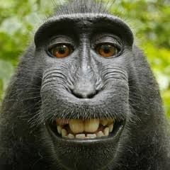 Moonmonkey