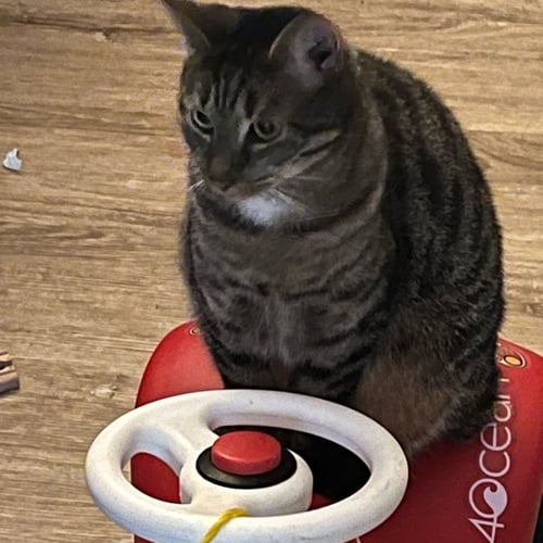 Mr Jingles