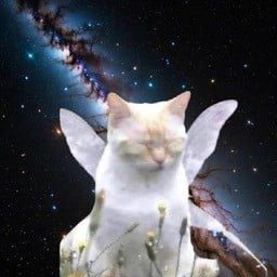 Mooncats