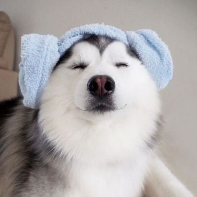 Woofy Cute Dog