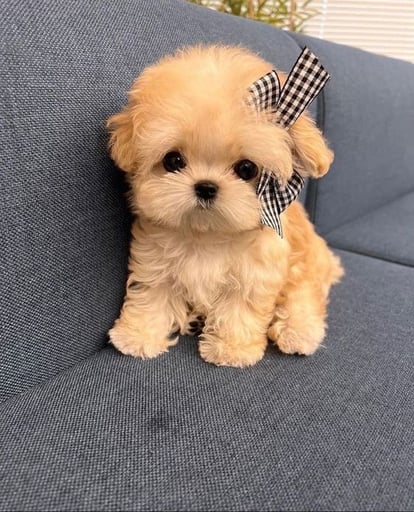 luna