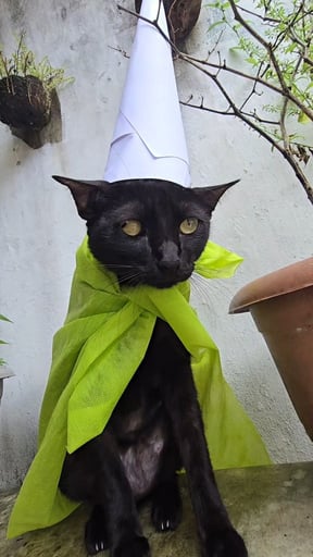 Maestro Gato