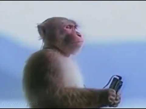 calm monke 