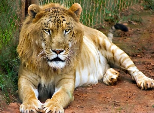 TIGON