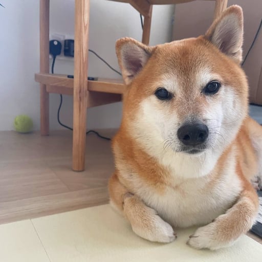Genki
