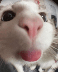 Nosey Cat