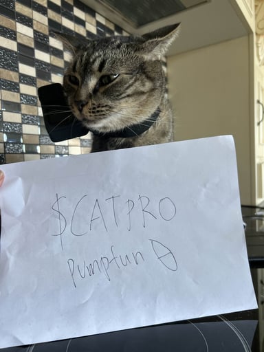 GO PRO CAT