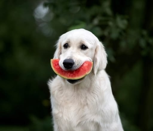 Watermelon Dog