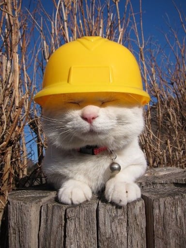 SafetyCat安全第一！