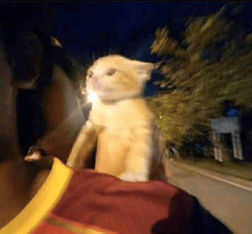 fast cat