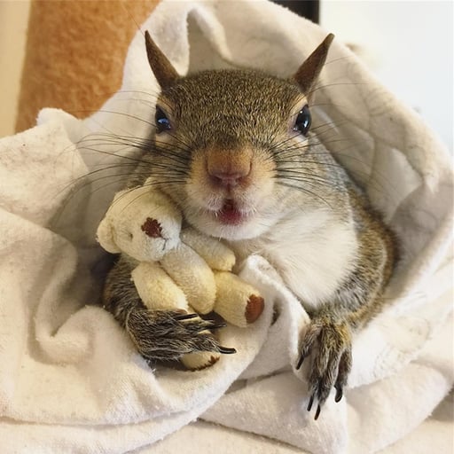 JILL THE SQUIRREL