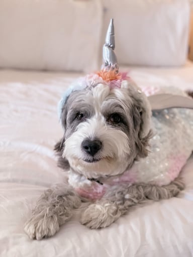 Unidog
