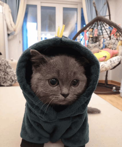 Cat Wif Hoodie