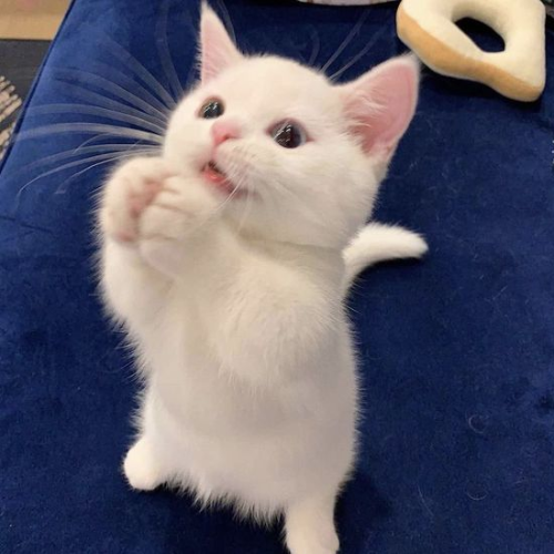 Begi