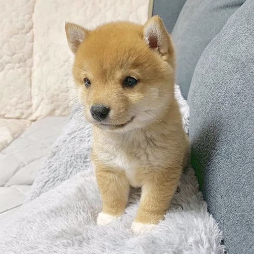 miru