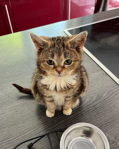 Dwarf Cat