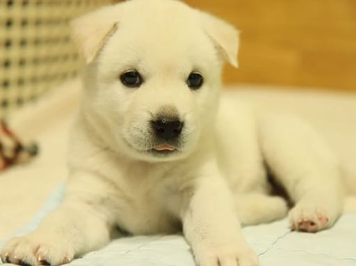 Jindo Inu