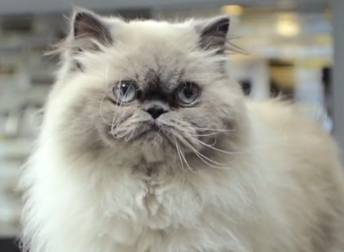 COIN BASE CAT NAME