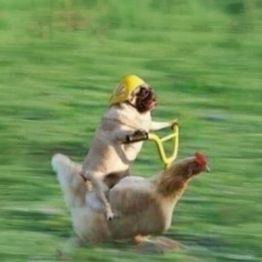 Dog Riding Chicken 