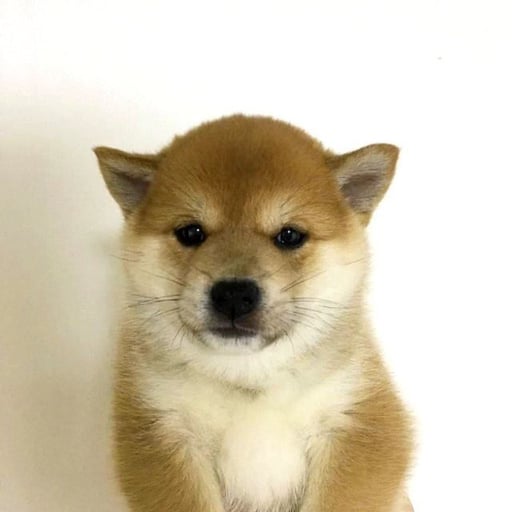 PFP DOG