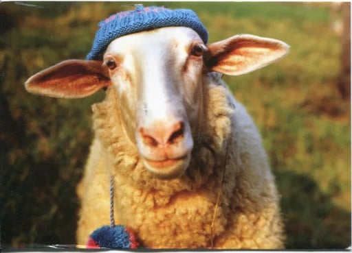 Sheep Wif Hat