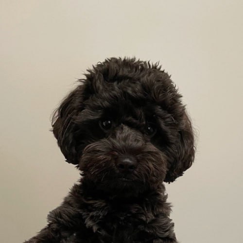 koki