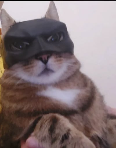 batman cat
