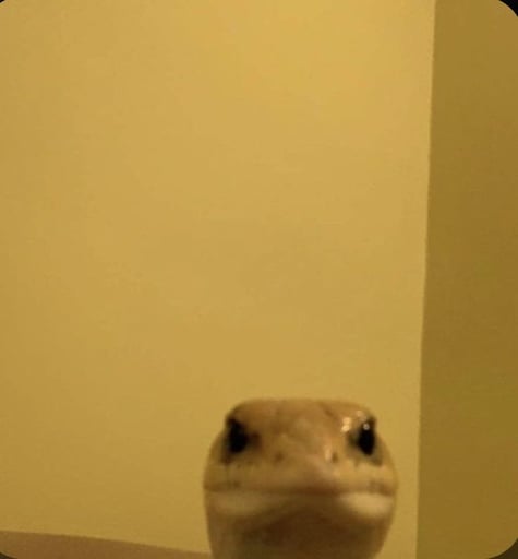 geko