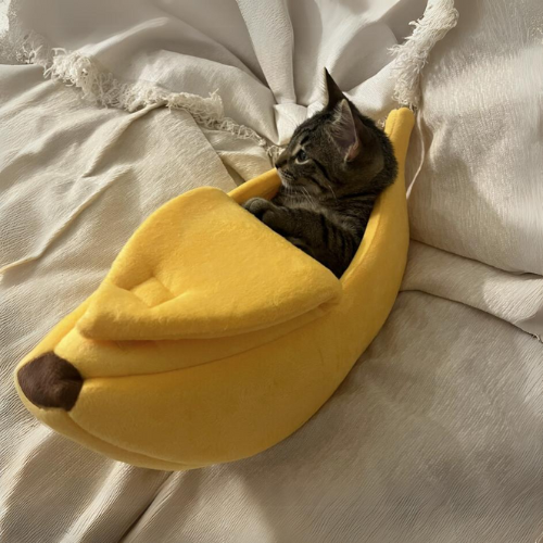 NaNaCaT