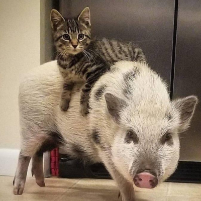 catpig