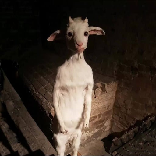 standing goat