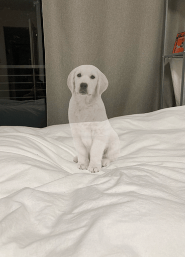 imaginary dog
