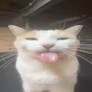 bleh cat