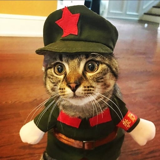 Chairman Meow
