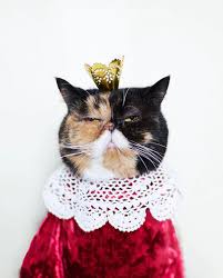 Pudge The Cat