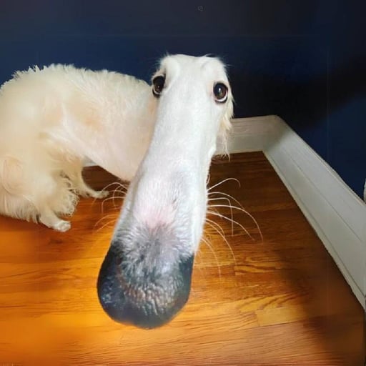 snoot