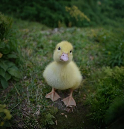 ducke