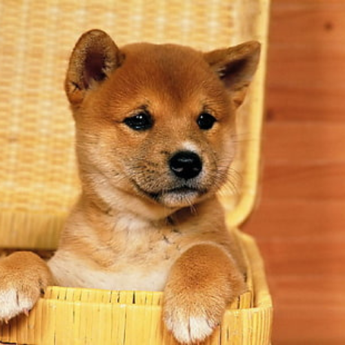 Hachiko