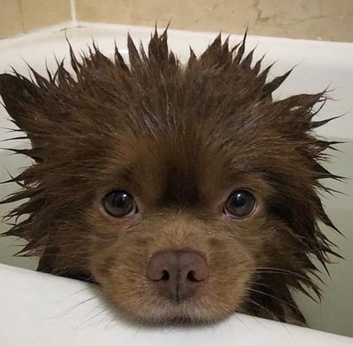 Rawr