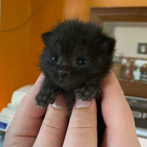 THE ITTY BITTY KITTY