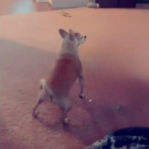 Twerking Dog