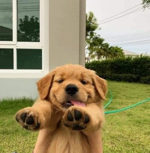 BUDDY